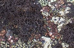 Pseudephebe pubescens