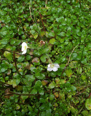 Epilobium macropus
