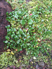 Epilobium macropus