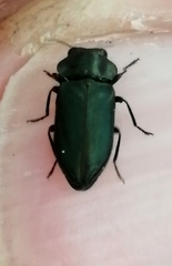 Meliboeus amethystinus