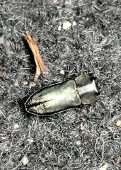 Meliboeus amethystinus