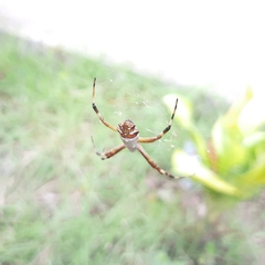 Argiope argentata