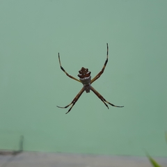 Argiope argentata