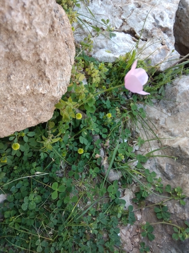 Image of Papaver gracile by (c) Ben Costamagna, some rights reserved (CC BY)