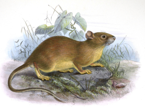 Whit Foot Rabbit Rat White-toothed Rats (Genus Berylmys) · iNaturalist