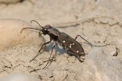 Cicindela gemmata