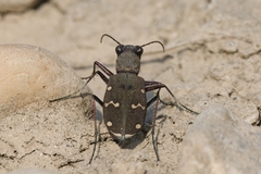 Cicindela gemmata