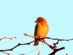 Ploceus velatus caurinus