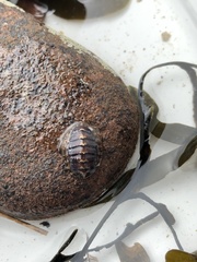 Lepidochitona cinerea