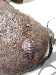 Lepidochitona cinerea