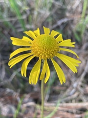 Helenium drummondii