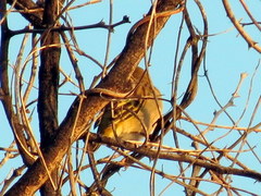 Ploceus velatus caurinus