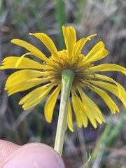 Helenium drummondii
