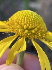 Helenium drummondii