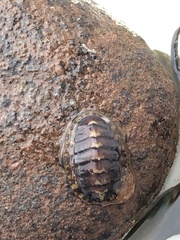 Lepidochitona cinerea
