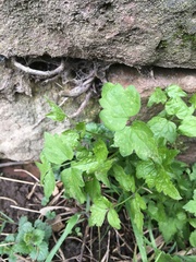 Clematis vitalba