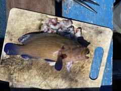 Cephalopholis formosa