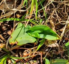 Platanthera chlorantha