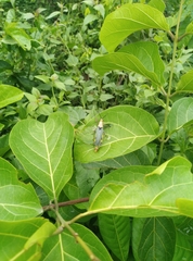 Zonocerus variegatus