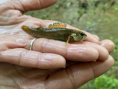 Etheostoma artesiae