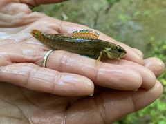 Etheostoma artesiae