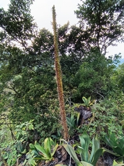 Agave rosalesii