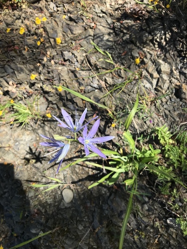 iNaturalist observation photo of great camas