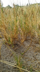 Distichlis distichophylla