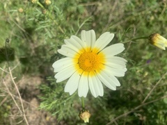 Glebionis coronaria