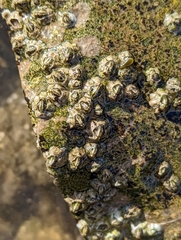 Austrominius modestus