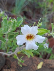 Petalidium aromaticum