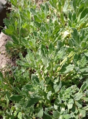 Asperugo procumbens