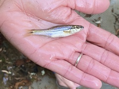 Notropis atrocaudalis