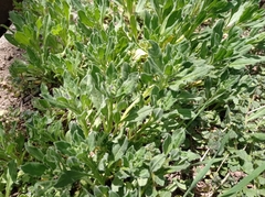 Asperugo procumbens