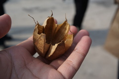 Aristolochia contorta