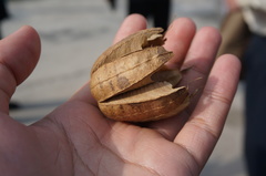 Aristolochia contorta