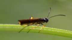 Cephidae