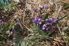 Viola prionantha