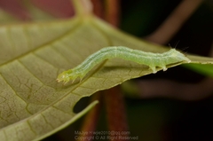 Chrysodeixis eriosoma