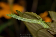 Chrysodeixis eriosoma