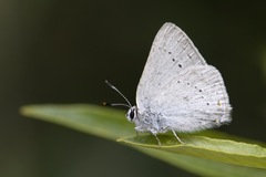 Satyrium sylvinus dryope
