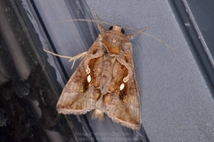 Chrysodeixis eriosoma