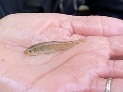 Notropis sabinae