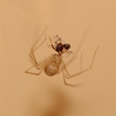 Spermophora senoculata