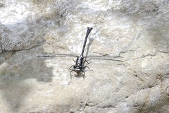 Octogomphus specularis