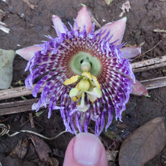 Passiflora laurifolia