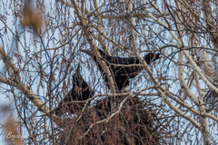 Corvus frugilegus