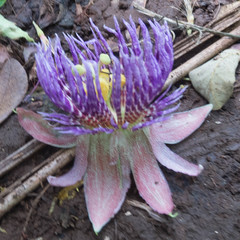 Passiflora laurifolia