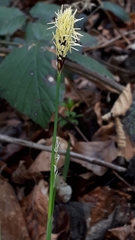 Carex pilosa
