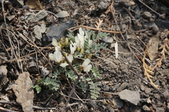 Astragalus scaberrimus